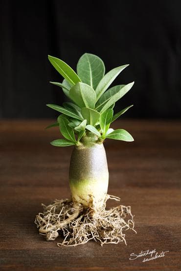 su-kim-tu-thap-3-c928581f-97b9-4cda-aeca-42637cc484d0 Cây giống sứ Kim Tự Tháp sắp hoa - Cây nguyên bản gieo từ hạt nhập Thái, trồng khoảng 1 tháng bắt đầu cho hoa