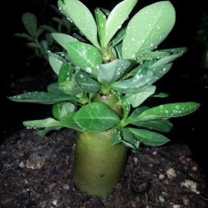 Cây sứ kim tự tháp - Giao cây như hình