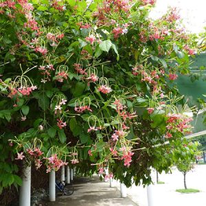 Dây sử quân tử, trang leo cho hoa thơm - Quisqualis indica L.