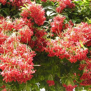 Dây sử quân tử, trang leo cho hoa thơm - Quisqualis indica L.