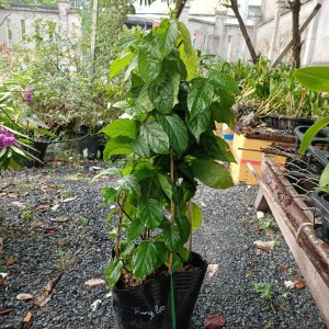 Dây sử quân tử, trang leo cho hoa thơm - Quisqualis indica L.