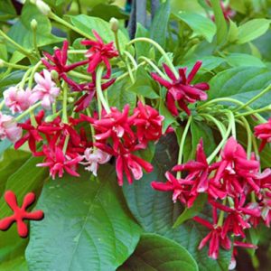 Dây sử quân tử, trang leo cho hoa thơm - Quisqualis indica L.