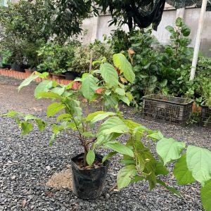 Dây sử quân tử, trang leo cho hoa thơm - Quisqualis indica L.