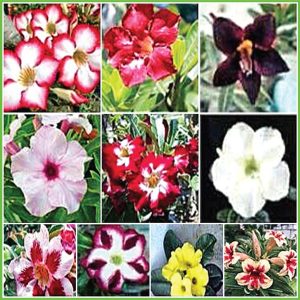 Sứ Thái Kép 8 tháng