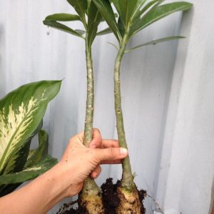 Sứ Thái Kép 8 tháng