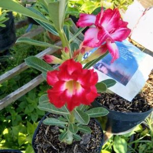 Cây sứ Thái sắp nở hoa - Giao cây to như hình có màu ngẫu nhiên - cây cho hoa Tết Nguyên Đán 2020