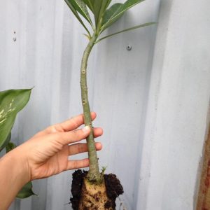 Sứ Thái Kép 8 tháng