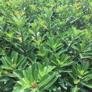 Cây sứ Thái sắp nở hoa - Giao cây to như hình có màu ngẫu nhiên - cây cho hoa Tết Nguyên Đán 2020