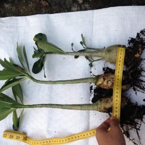 Sứ Thái Kép 8 tháng