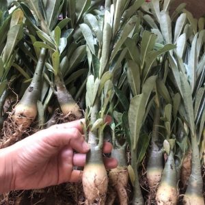 Cây sứ Thái sắp nở hoa - Giao cây to như hình có màu ngẫu nhiên - cây cho hoa Tết Nguyên Đán 2020