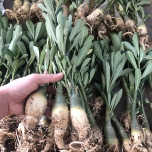 Cây sứ Thái sắp nở hoa - Giao cây to như hình có màu ngẫu nhiên - cây cho hoa Tết Nguyên Đán 2020