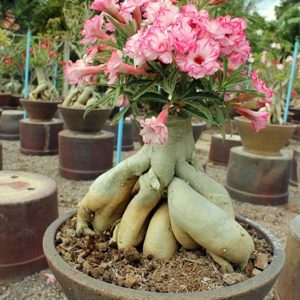 [Cây giống Hoa] Sứ Kỳ Duyên - cây lớn