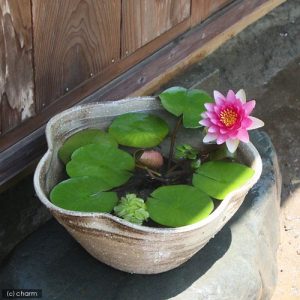 Gói 5 hạt giống hoa súng mini nhiều màu