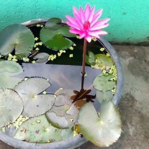 Củ giống Súng Thái mini giao màu ngẫu nhiên, ko lựa màu