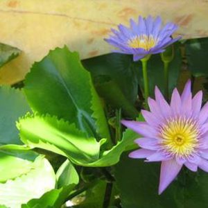 Củ giống Súng Thái mini giao màu ngẫu nhiên, ko lựa màu