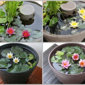 Gói 5 hạt giống hoa súng mini nhiều màu