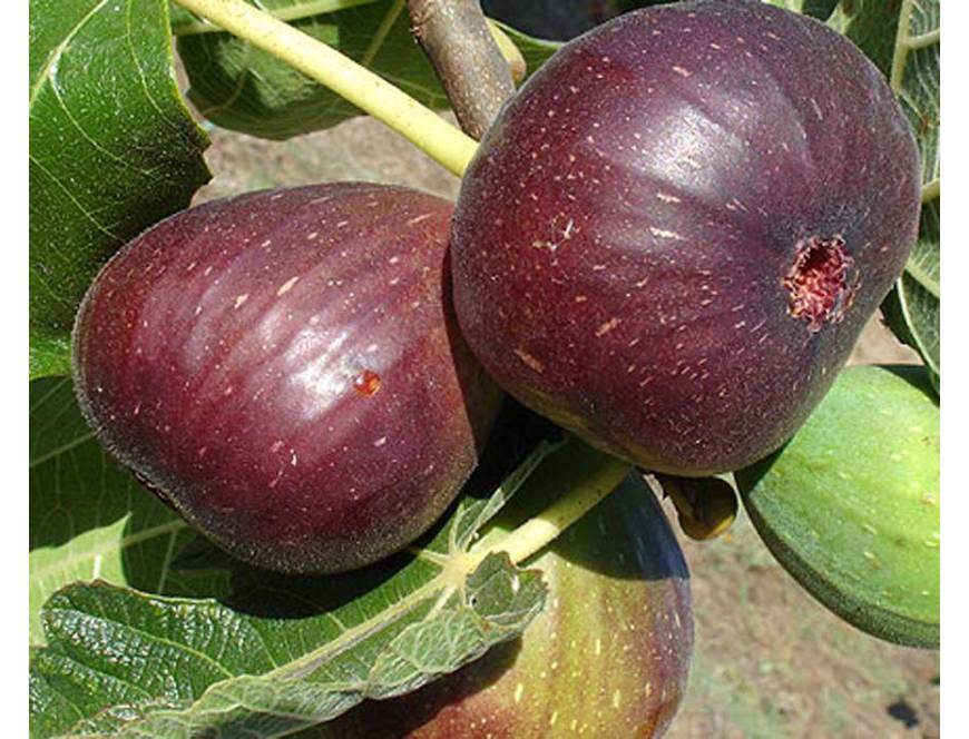 Cây Sung Mỹ Brown Turkey đang có trái