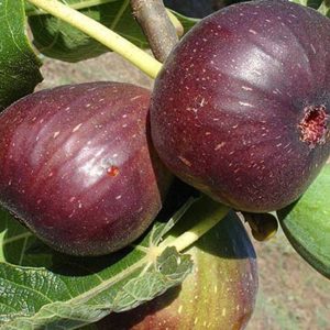 Gói 10 hạt giống sung Mỹ - Nanuseeds