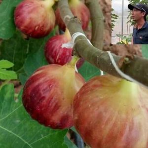 Cây giống sung Mỹ Black Genoa Fig Tree - quả có màu xanh đậm và tím đỏ khi chín, ruột đỏ hồng, nặng từ 70 - 80gram/ quả