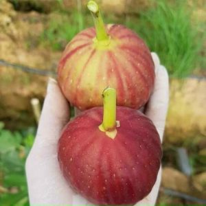 Cây giống sung Mỹ Black Genoa Fig Tree - quả có màu xanh đậm và tím đỏ khi chín, ruột đỏ hồng, nặng từ 70 - 80gram/ quả