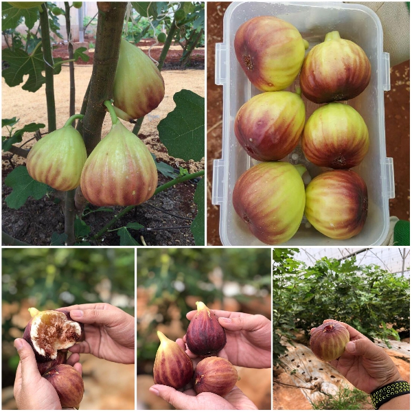 Cây giống Sung Mỹ giống Brown Turkey - Hàng giâm cành, giống chuẩn