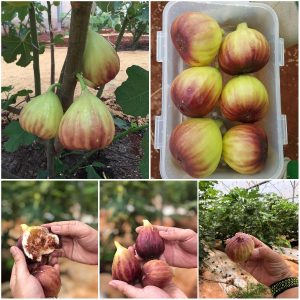 Cây giống Sung Mỹ giống Brown Turkey - Hàng giâm cành, giống chuẩn