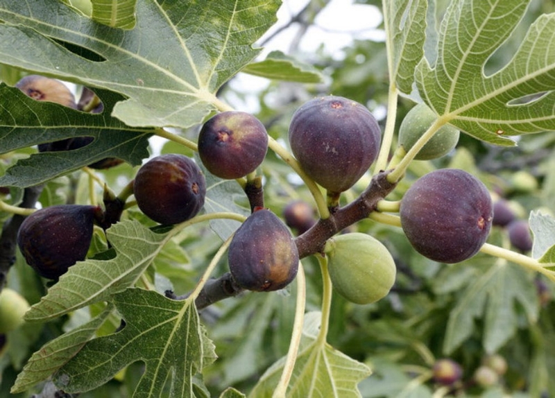 Cây Sung Mỹ Brown Turkey đang có trái