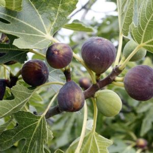 Gói 10 hạt giống sung Mỹ - Nanuseeds