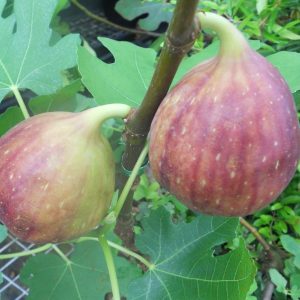 Cây Sung Mỹ Brown Turkey đang có trái