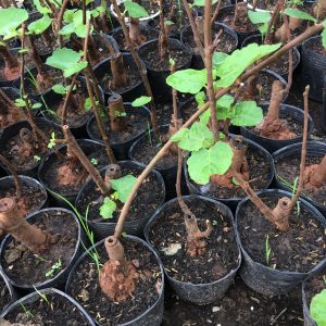 Cây giống Sung Mỹ giống Brown Turkey - Hàng giâm cành, giống chuẩn