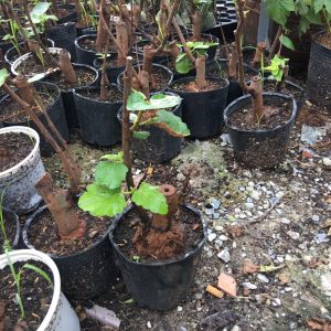 Cây giống Sung Mỹ giống Brown Turkey - Hàng giâm cành, giống chuẩn