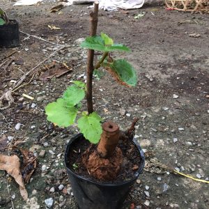 Cây giống Sung Mỹ giống Brown Turkey - Hàng giâm cành, giống chuẩn