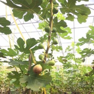 Cây giống sung Mỹ Black Genoa Fig Tree - quả có màu xanh đậm và tím đỏ khi chín, ruột đỏ hồng, nặng từ 70 - 80gram/ quả