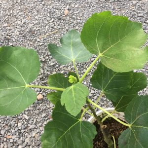 Cây giống sung Mỹ Black Genoa Fig Tree - quả có màu xanh đậm và tím đỏ khi chín, ruột đỏ hồng, nặng từ 70 - 80gram/ quả