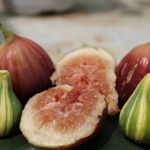 Cây giống sung Mỹ Black Genoa Fig Tree - quả có màu xanh đậm và tím đỏ khi chín, ruột đỏ hồng, nặng từ 70 - 80gram/ quả