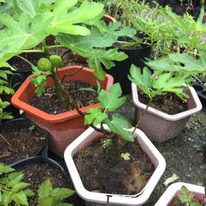 Cây Sung Mỹ Brown Turkey đang có trái