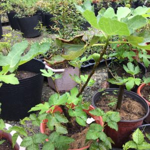 Cây giống sung Mỹ Black Genoa Fig Tree - quả có màu xanh đậm và tím đỏ khi chín, ruột đỏ hồng, nặng từ 70 - 80gram/ quả