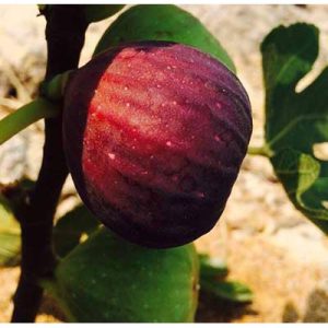 Cây giống sung Mỹ Wuhan Fig Tree - Giống sưu tầm dòng quả mật, siêu trái