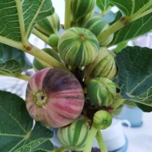 Cây giống Panache Tiger có trái- giống sưu tầm siêu thơm, ngọt