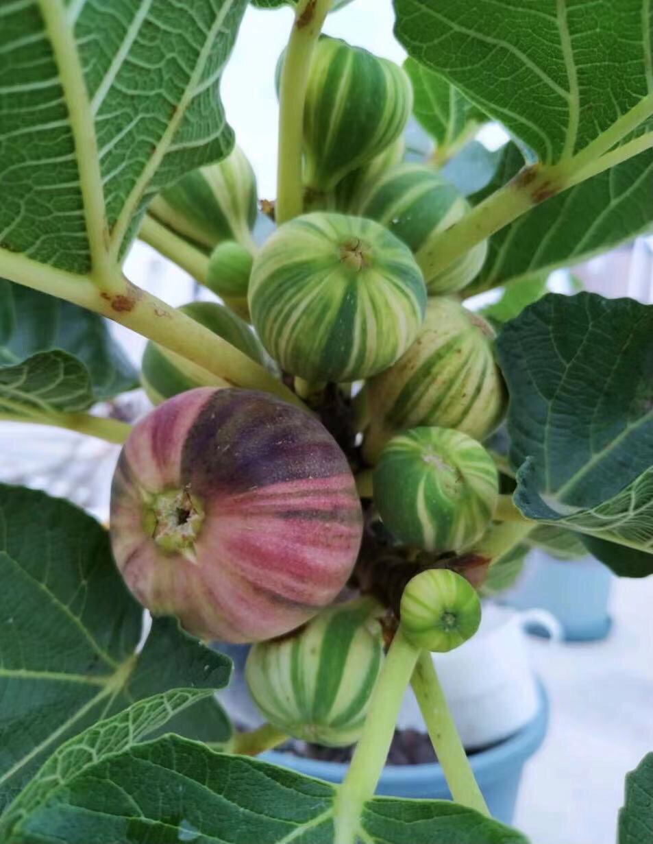 Cây giống Panache Tiger chưa trái- giống sưu tầm siêu thơm, ngọt