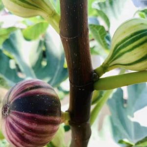 Cây giống Panache Tiger có trái- giống sưu tầm siêu thơm, ngọt