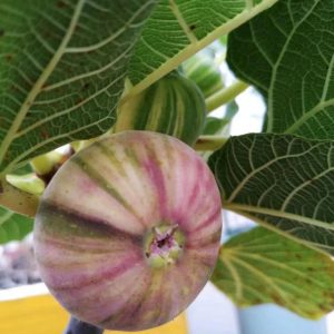 Cây giống Panache Tiger có trái- giống sưu tầm siêu thơm, ngọt