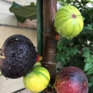 Cây giống Panache Tiger chưa trái- giống sưu tầm siêu thơm, ngọt