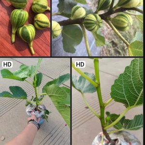 Cây giống Panache Tiger chưa trái- giống sưu tầm siêu thơm, ngọt