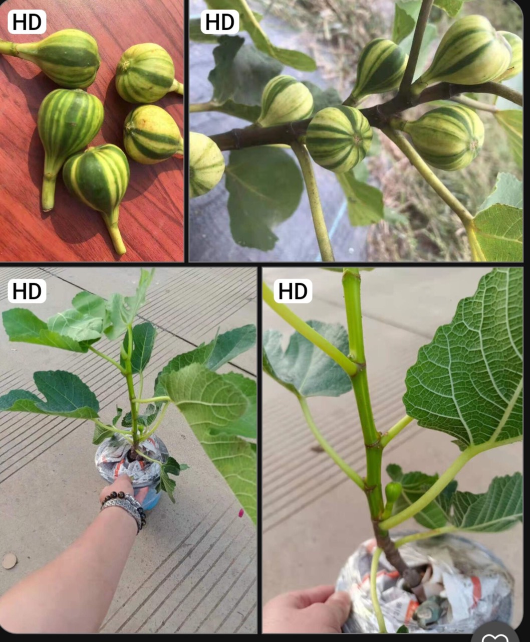 Cây giống Panache Tiger chưa trái- giống sưu tầm siêu thơm, ngọt