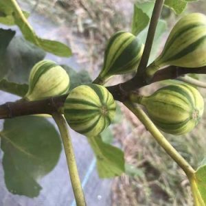 Cây giống Panache Tiger có trái- giống sưu tầm siêu thơm, ngọt