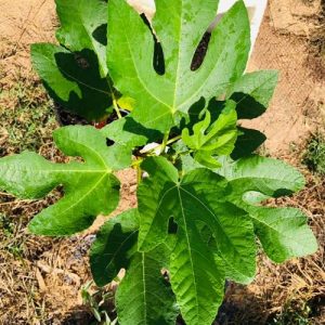 Cây giống Panache Tiger chưa trái- giống sưu tầm siêu thơm, ngọt