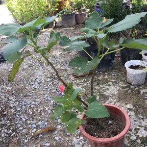 Cây giống sung Mỹ Wuhan Fig Tree - Giống sưu tầm dòng quả mật, siêu trái