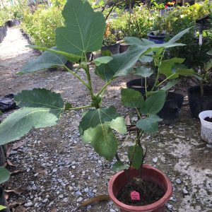 Cây giống sung Mỹ Wuhan Fig Tree - Giống sưu tầm dòng quả mật, siêu trái