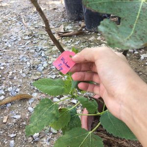 Cây giống sung Mỹ Wuhan Fig Tree - Giống sưu tầm dòng quả mật, siêu trái